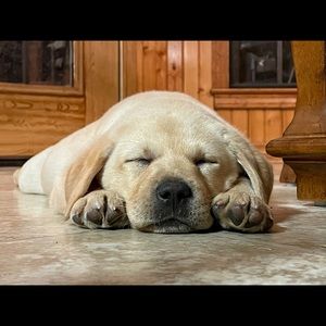 Meet your Posher, Tisha